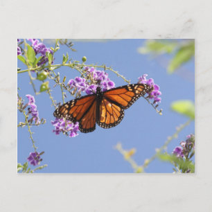 Monarch Butterfly Postcard