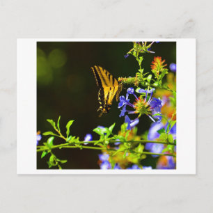 Monarch Butterfly postcard