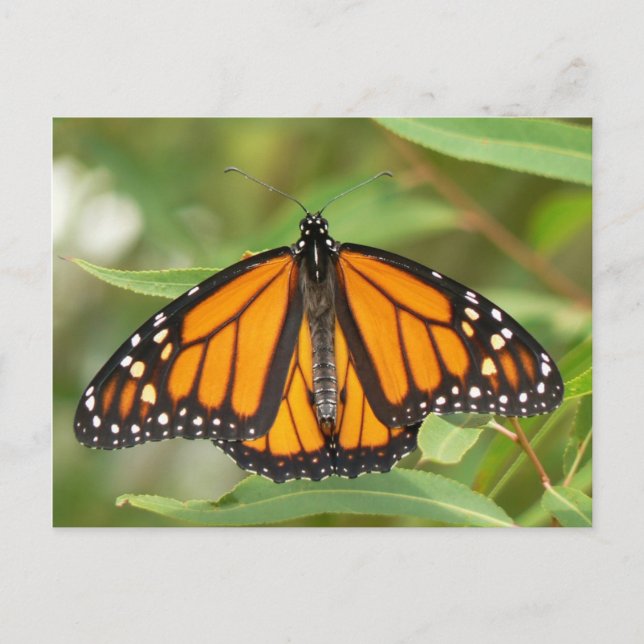 Monarch Butterfly Postcard. Postcard (Front)