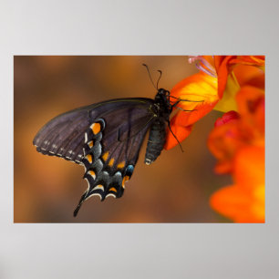 Monarch Butterfly Poster
