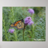 Monarch Butterfly