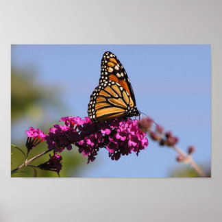 Monarch butterfly poster