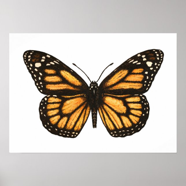 Monarch butterfly poster (Front)