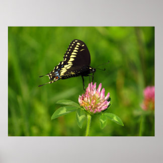 Monarch Butterfly Poster