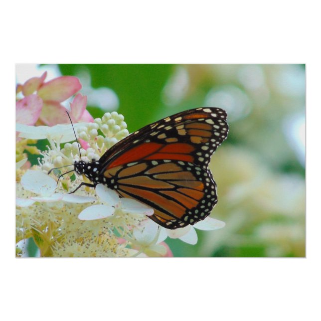 Monarch Butterfly Poster (Front)