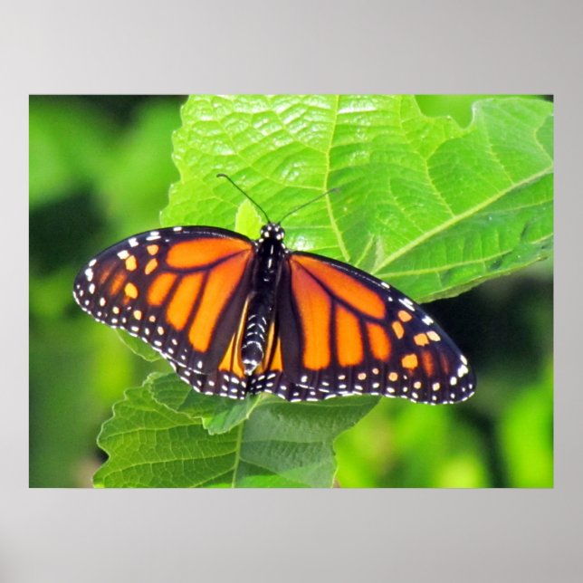 Monarch Butterfly  Poster (Front)