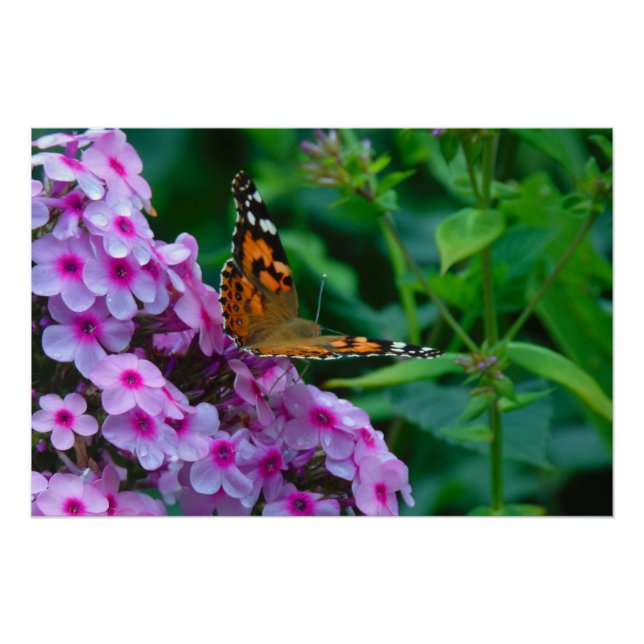 Monarch Butterfly Poster (Front)