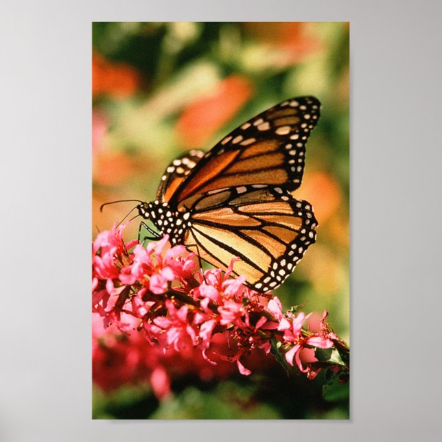 Monarch Butterfly poster (Front)
