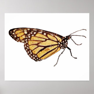 Monarch Butterfly Print