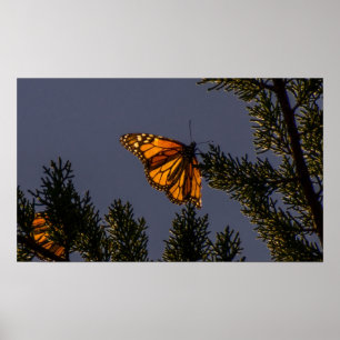 Monarch Butterfly Print