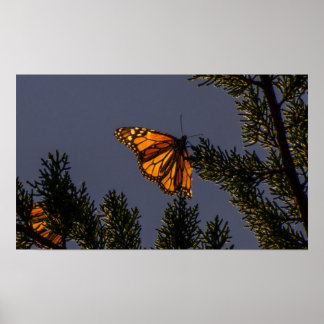Monarch Butterfly Print