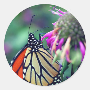 Monarch Butterfly Spots Nature  Classic Round Sticker