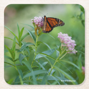 Monarch Butterfly Square Paper Coaster