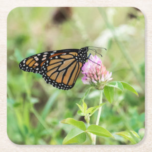 Monarch Butterfly Square Paper Coaster