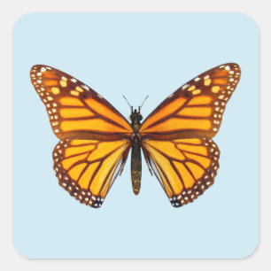 Monarch Butterfly Square Sticker
