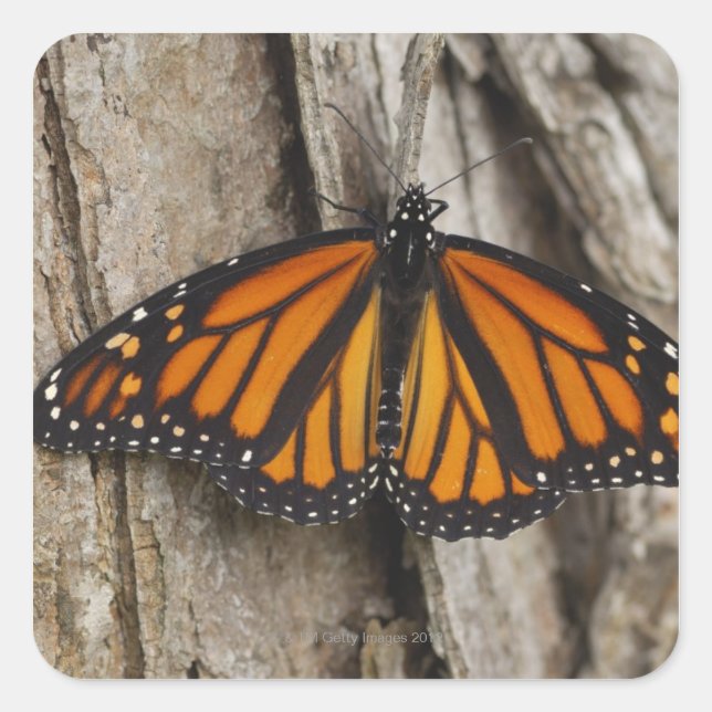 Monarch Butterfly Square Sticker (Front)