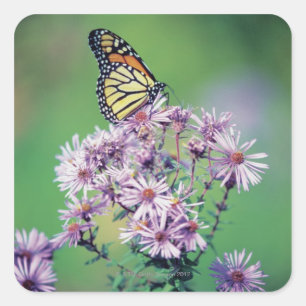 Monarch Butterfly Square Sticker