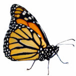 Monarch Butterfly Standing Photo Sculpture<br><div class="desc">Here is a great little friend for your desk or side table.</div>