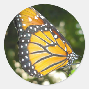 Monarch Butterfly Sticker