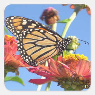 Monarch Butterfly Stickers
