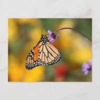 Monarch Butterfly Stops for Pollen