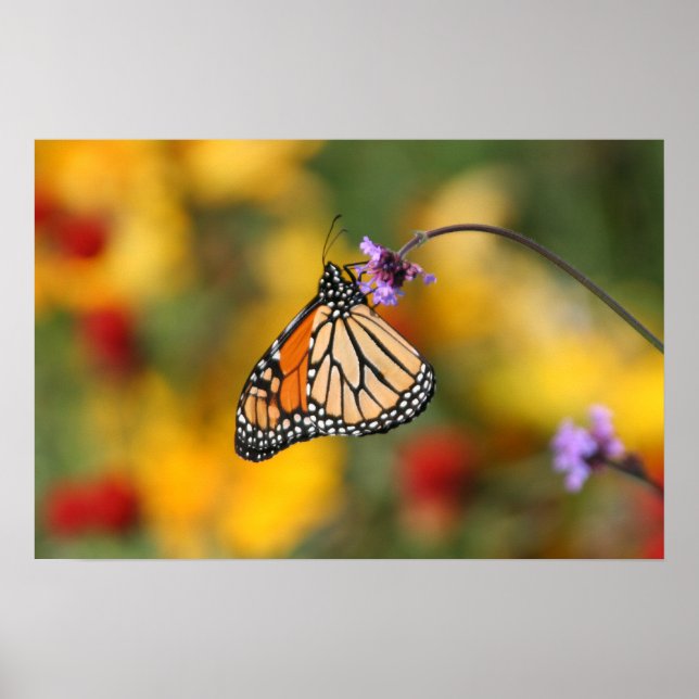 Monarch Butterfly Stops for Pollen Poster (Front)