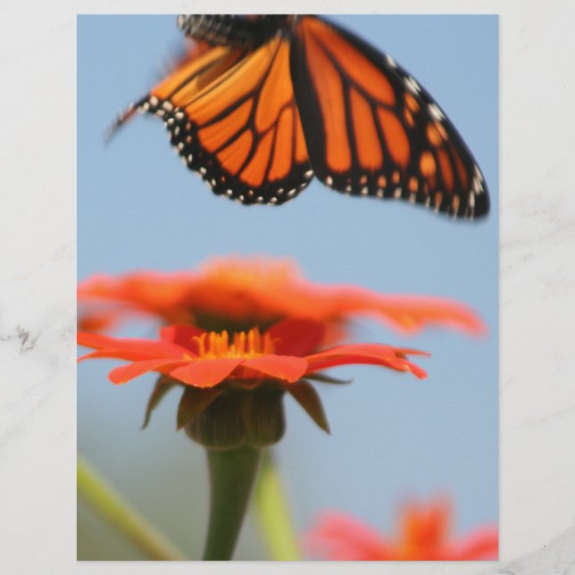 Monarch Butterfly Takes Flight (Front)
