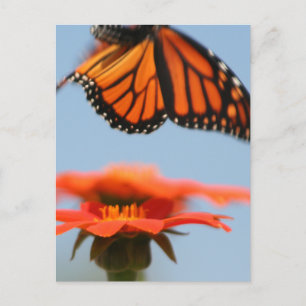 Monarch Butterfly Takes Flight Postcard