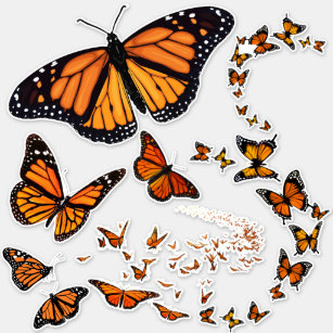Monarch Butterfly The Butterfly Studio Contour 