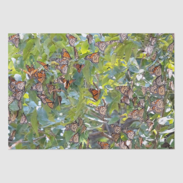 Monarch Butterfly Tissue Paper (Front)