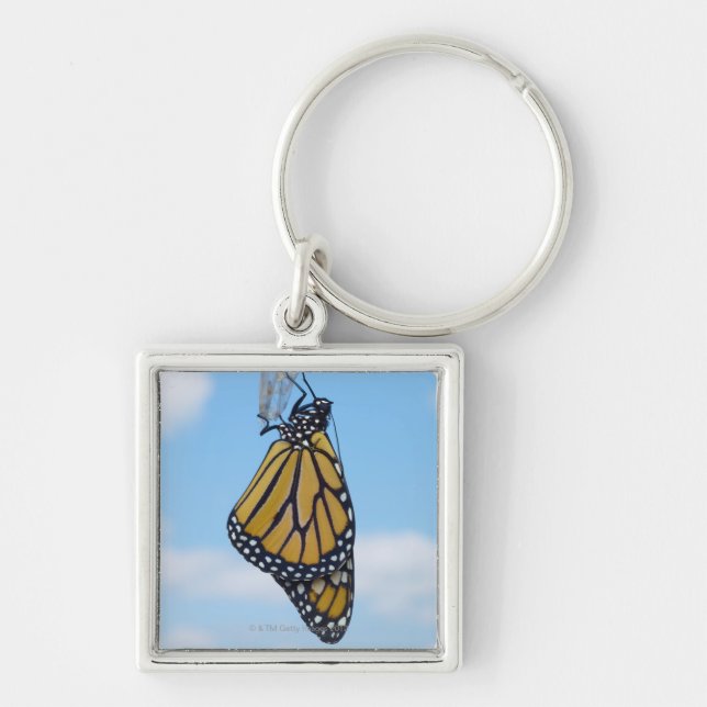 Monarch Butterfly, with Chrysalis Key Ring (Front)
