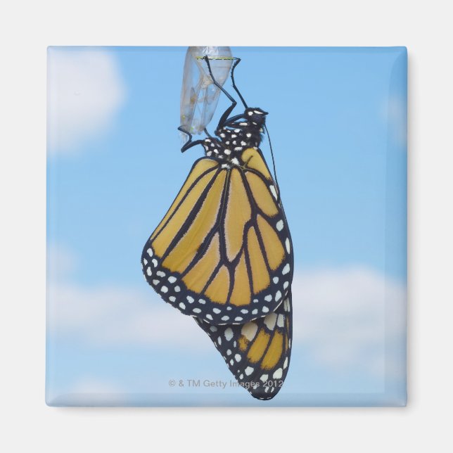 Monarch Butterfly, with Chrysalis Magnet (Front)