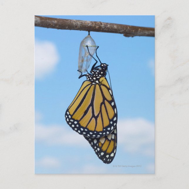 Monarch Butterfly, with Chrysalis Postcard (Front)