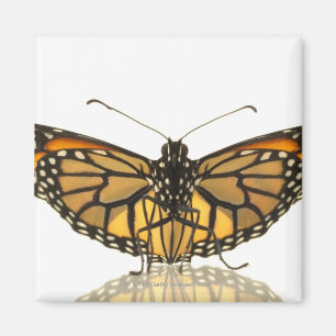 Monarch butterfly with wings spread magnet
