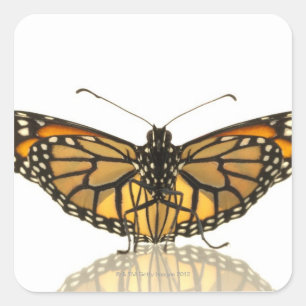 Monarch butterfly with wings spread square sticker
