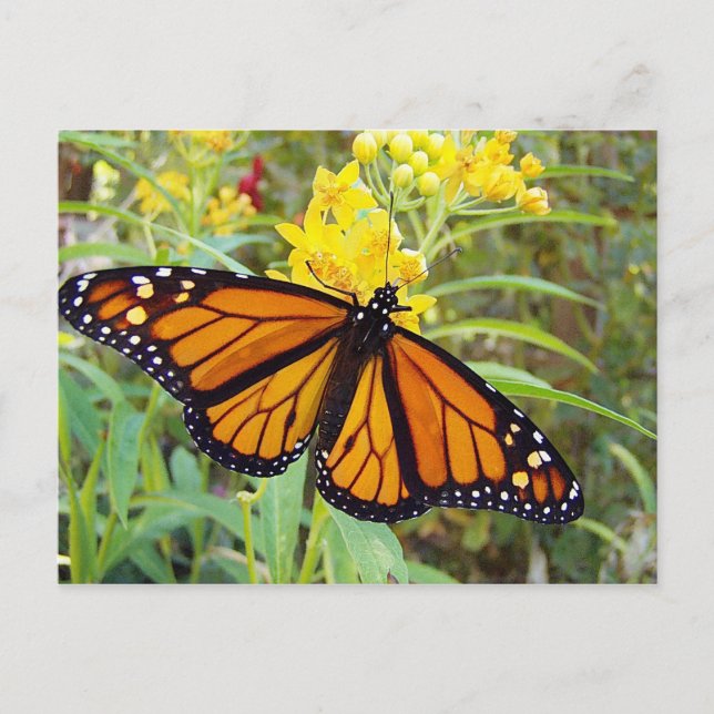 Monarch butterfy - Postcard (Front)
