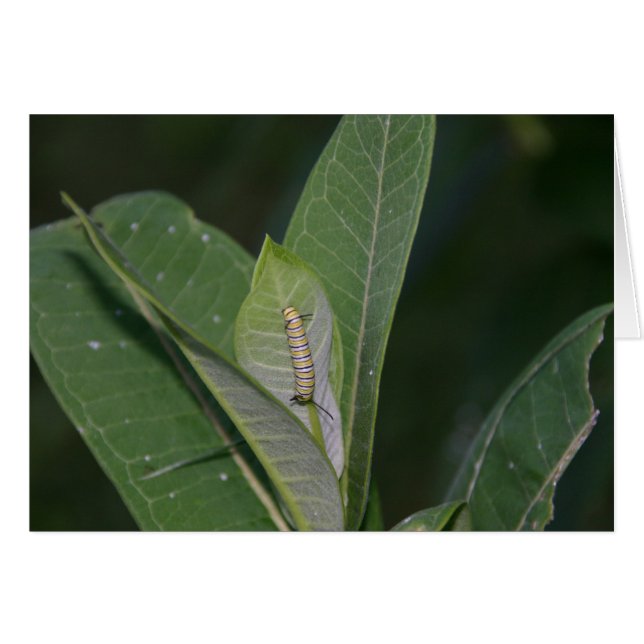Monarch Caterpillar card (Front Horizontal)
