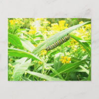 Monarch Caterpillar (Danaus plexippus)