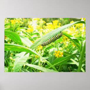 Monarch caterpillar feeding on milkweed poster