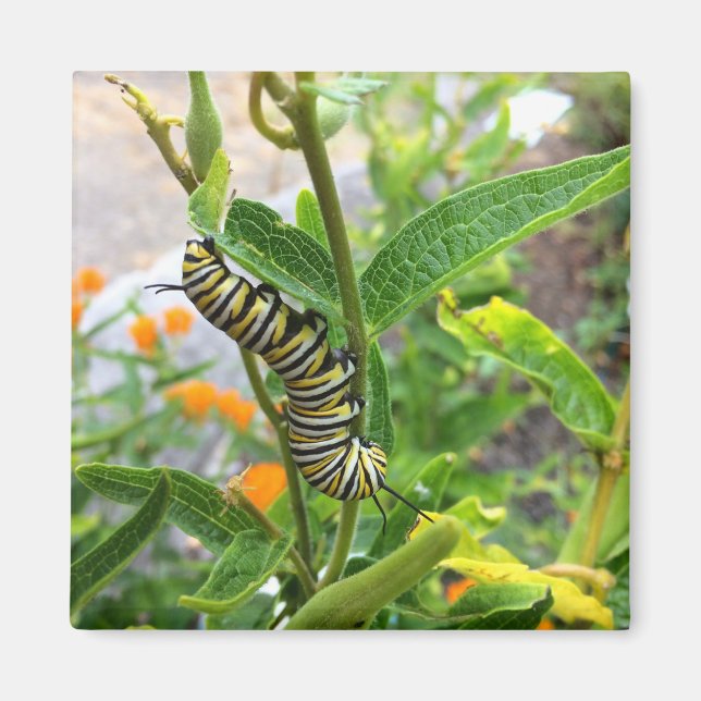 Monarch Caterpillar Magnet (Front)