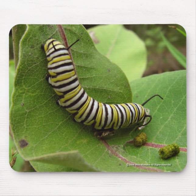Monarch Caterpillar Mouse Mat (Front)