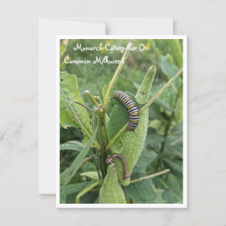 Monarch Caterpillar On Common Milkweed Postcard