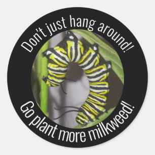 Monarch caterpillar sticker