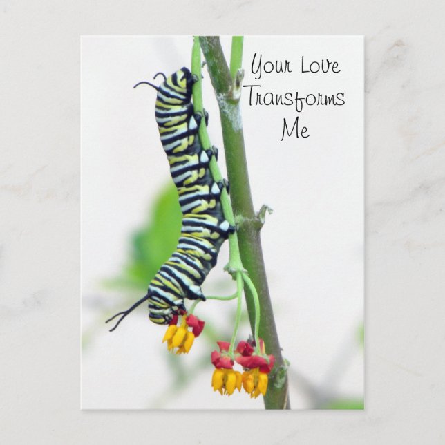 Monarch Caterpillar Valentine Postcard (Front)
