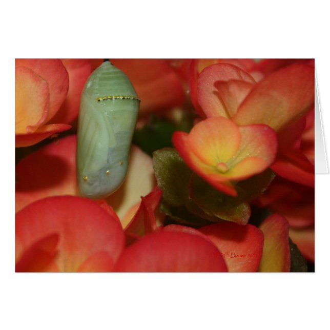 Monarch Chrysalis (Front Horizontal)