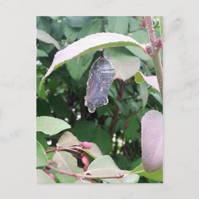 Monarch Chrysalis Postcard (Front)