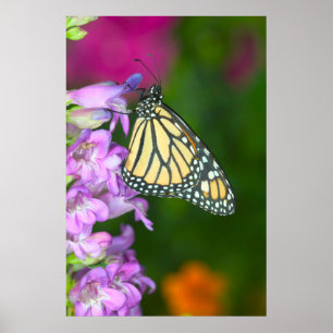 Monarch   Danaus Plexippus Poster