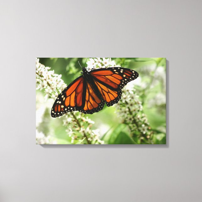 Monarch dancing on Milk Weed Canvas Print (Front)