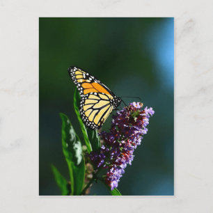 Monarch Flutters Vertical Postcard
