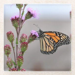 Monarch Glass Coaster